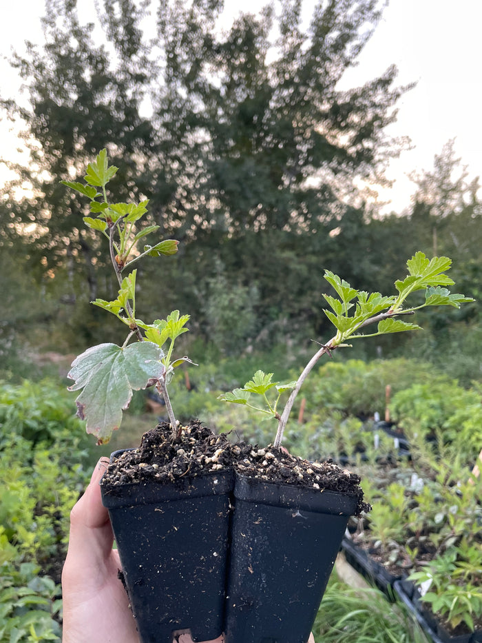 Purple Gooseberry