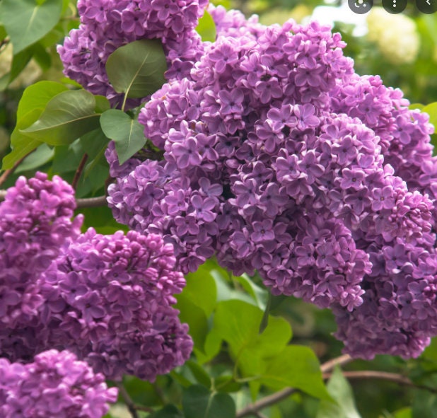 Purple Lilac Seeds
