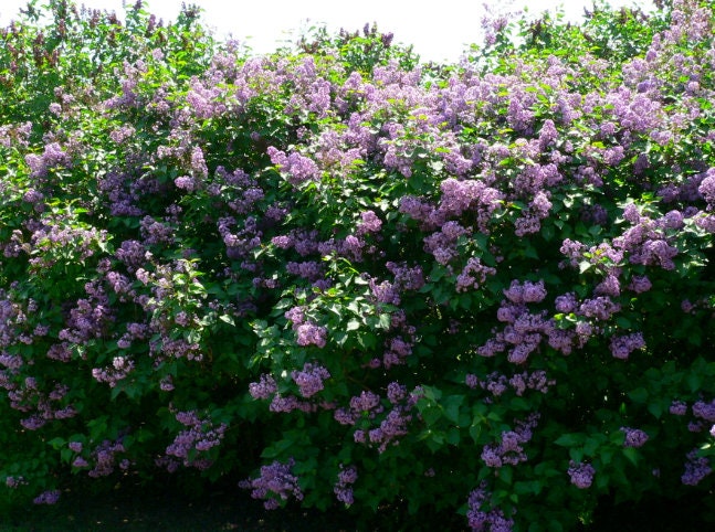 Purple Lilac Seeds