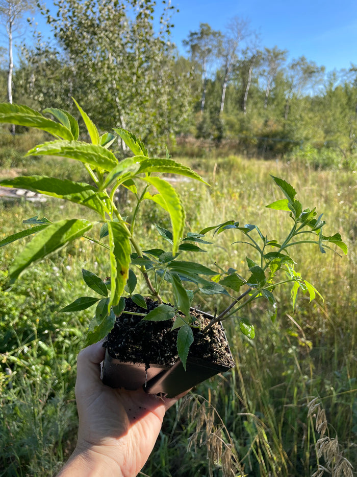 Ranch Elderberry
