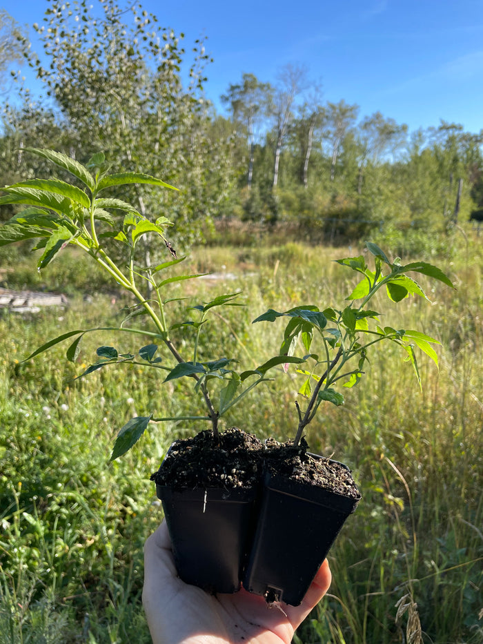 Ranch Elderberry