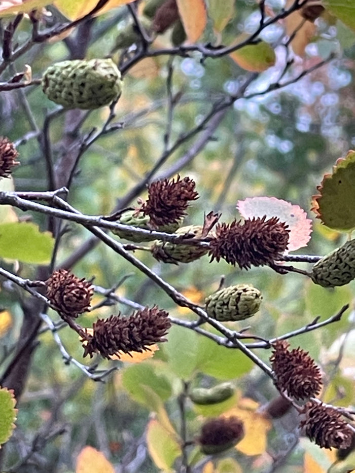 Red Birch Seeds