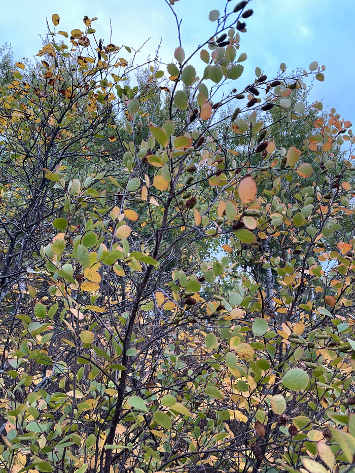 Red Birch Seeds
