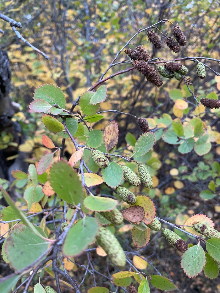 Red Birch Seeds