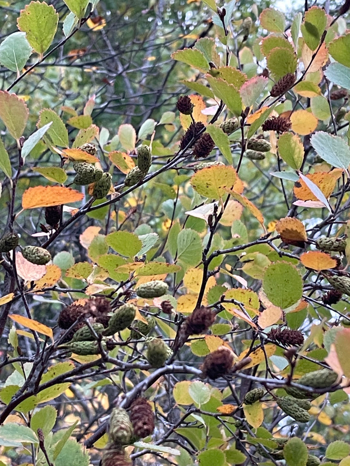 Red Birch Seeds