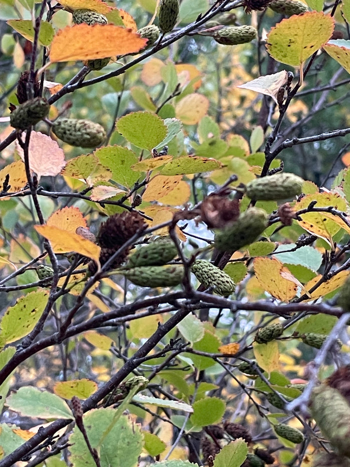 Red Birch Seeds