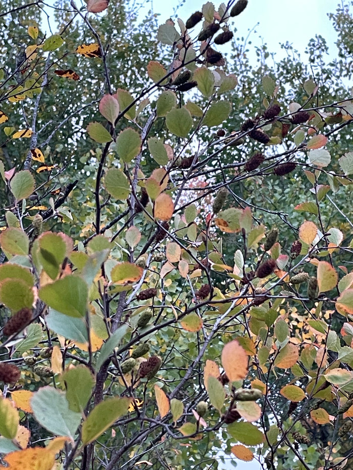Red Birch Seeds