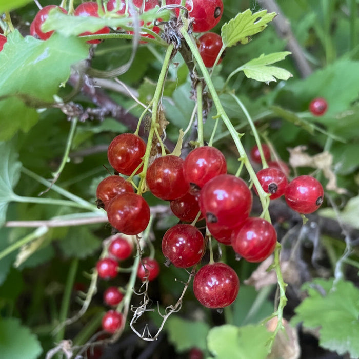 Red Currant