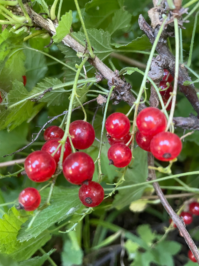Red Currant