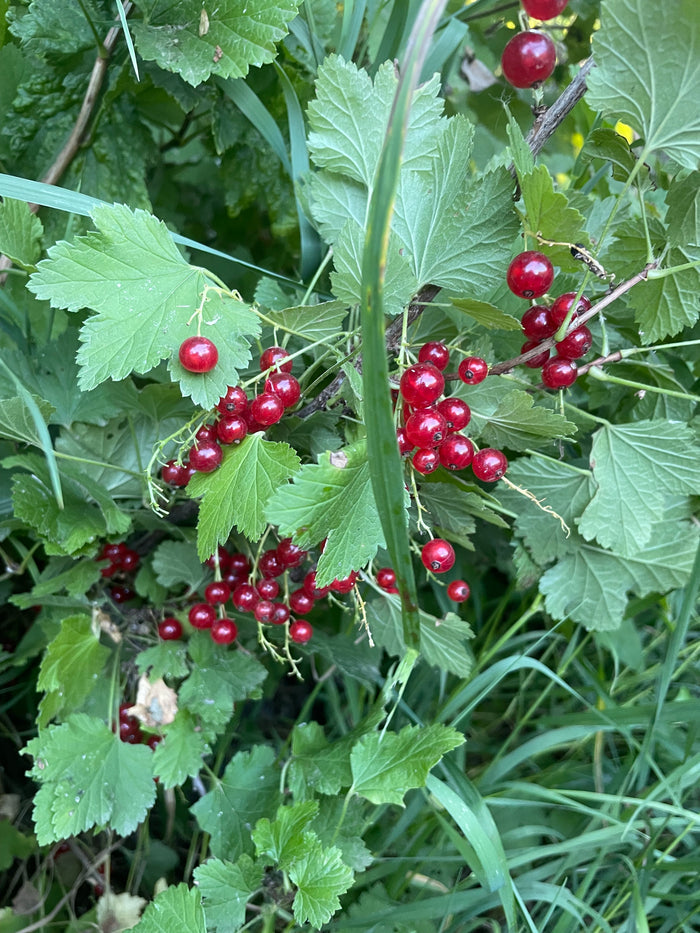 Red Currant