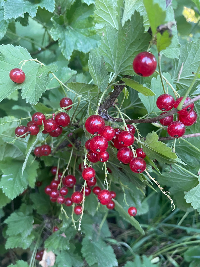 Red Currant