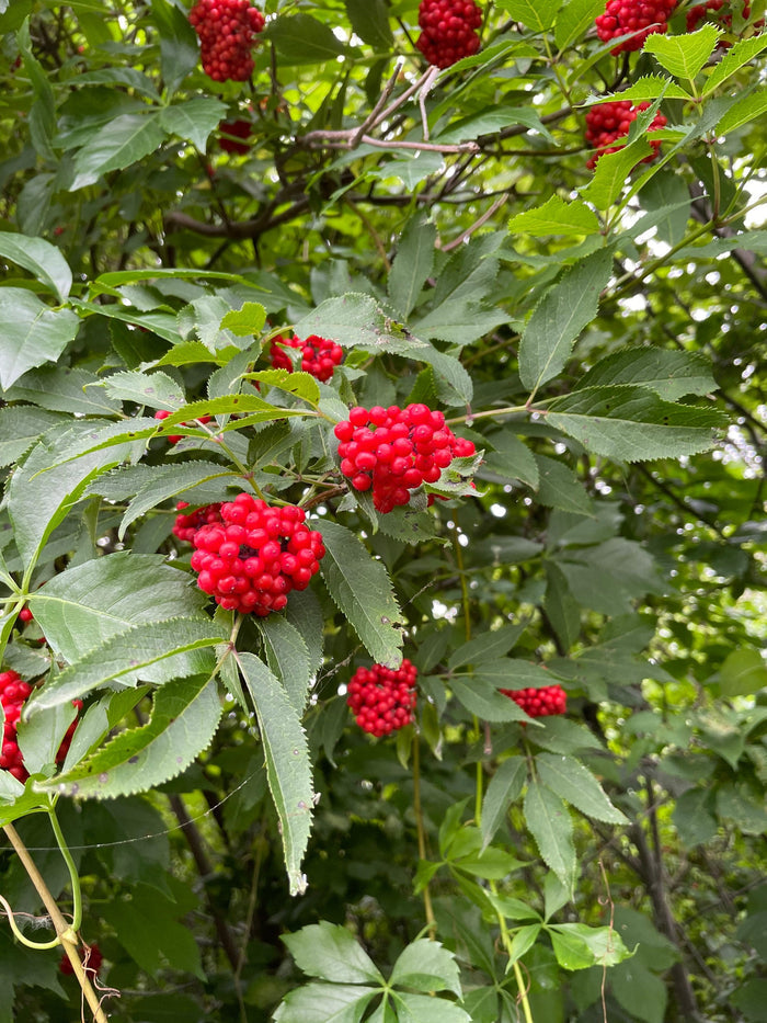 Red Elderberry Seeds