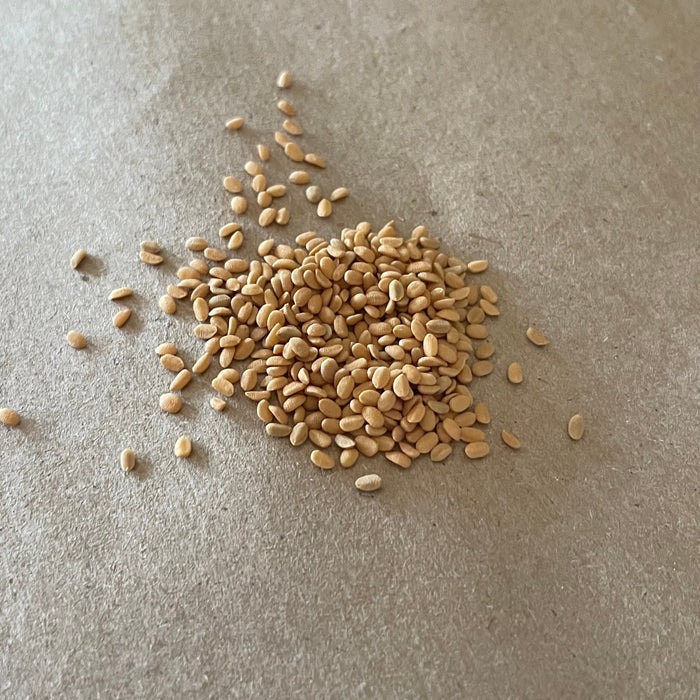 Red Elderberry Seeds