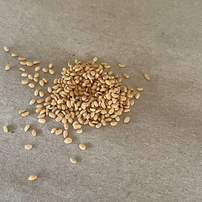 Red Elderberry Seeds