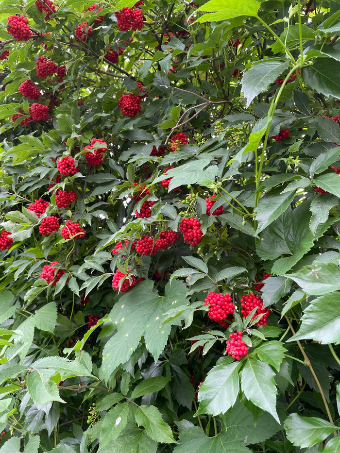 Red Elderberry Seeds