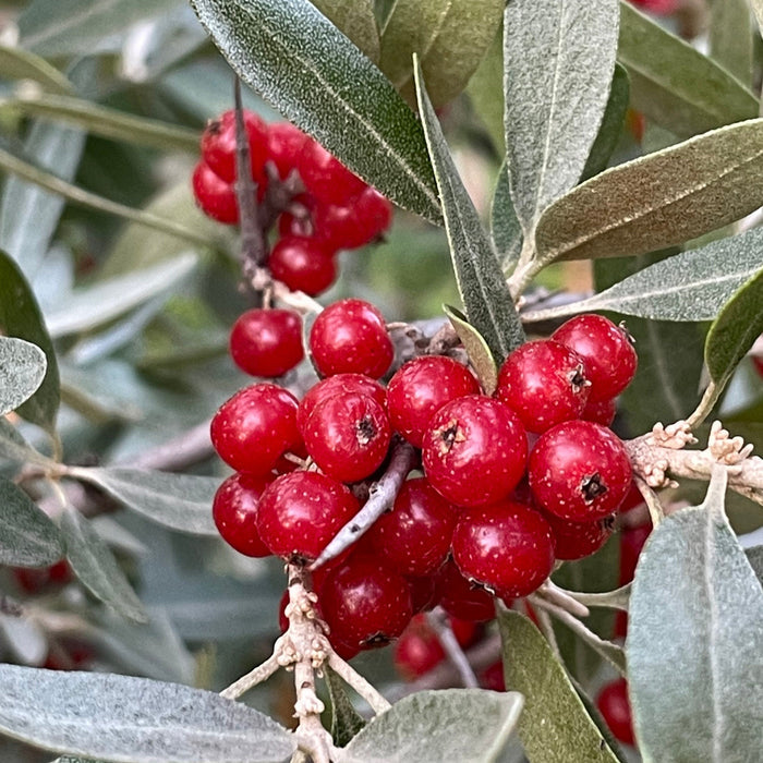 Red Fruited Silver Buffaloberry Seeds