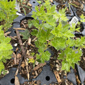 Red George Gooseberry at Oak Summit Nursery, fall 2026