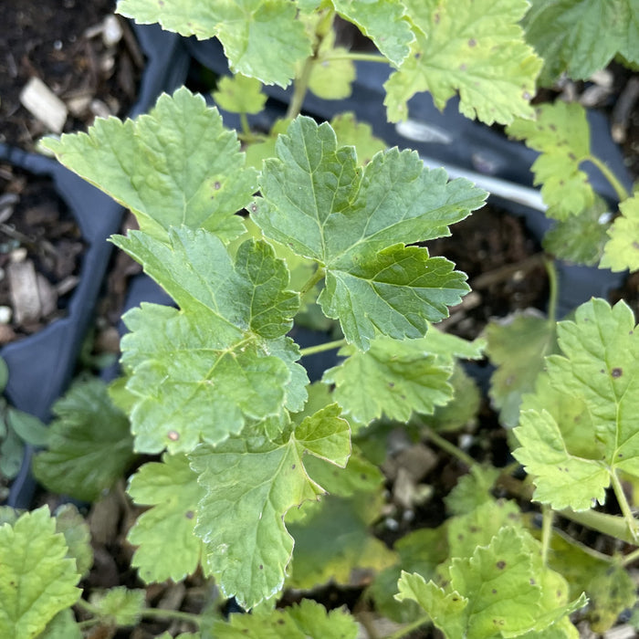 Red Jostaberry at Oak Summit Nursery, fall 2026