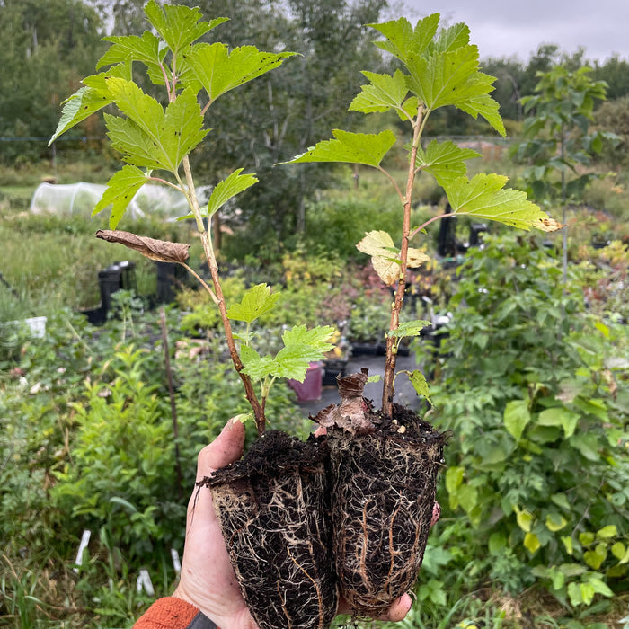 Red Lake Currant