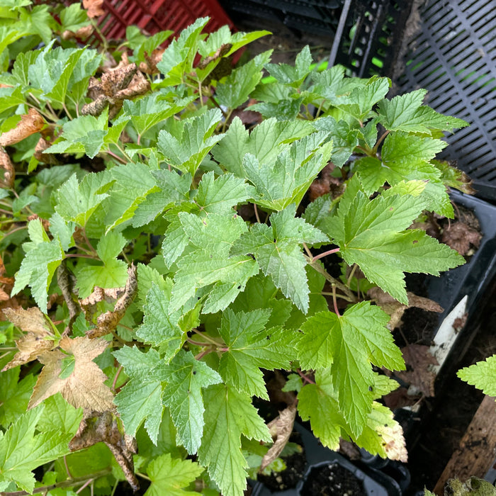 Red Lake Currant