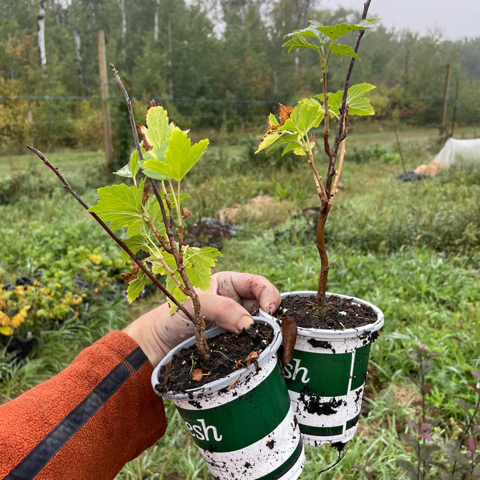 Red Lake Currant