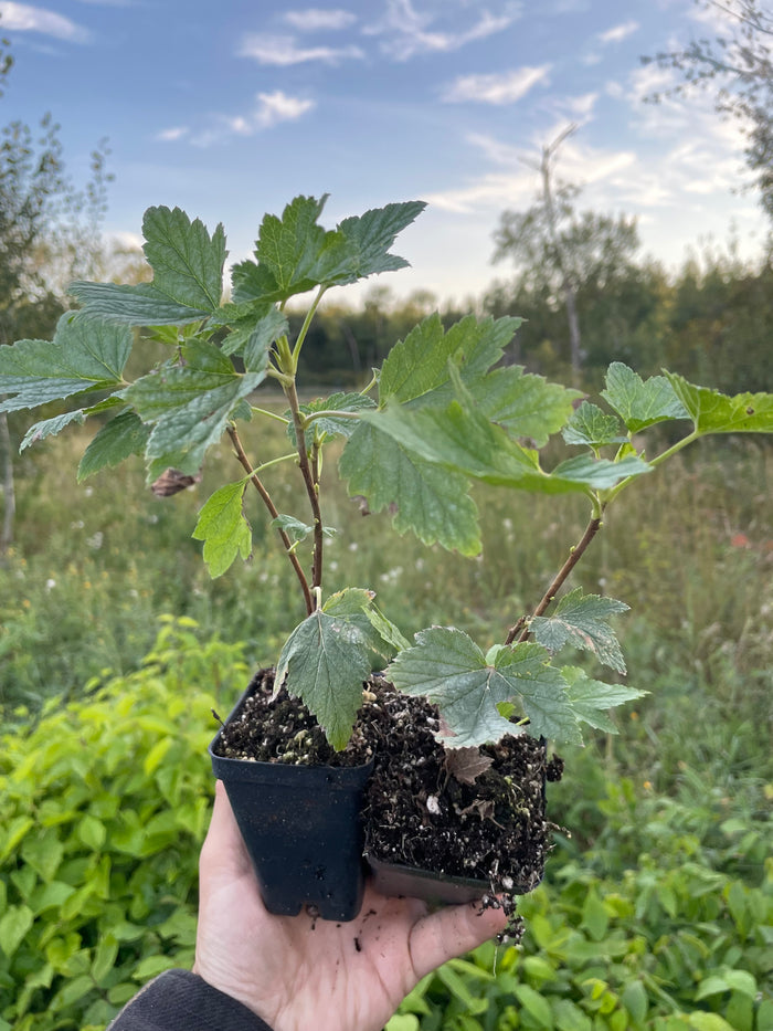 Red Lake Currant
