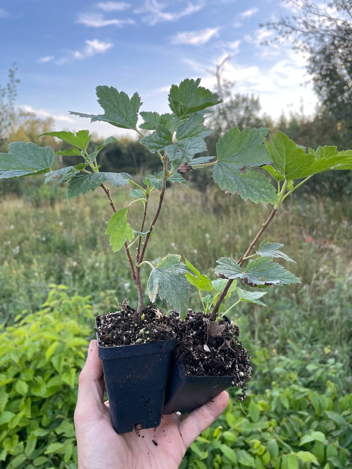 Red Lake Currant