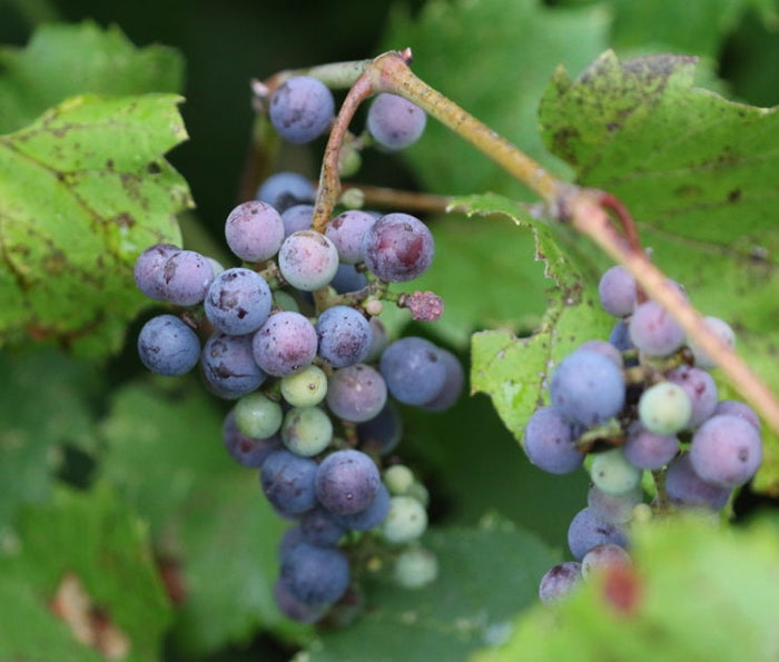 Riverbank Grape