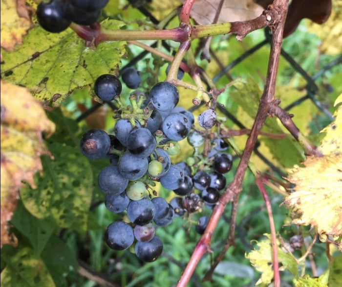 Riverbank Grape