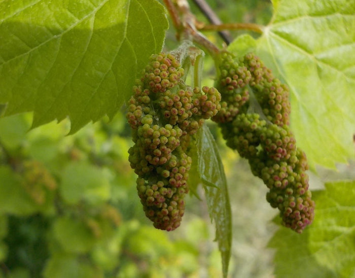 Riverbank Grape