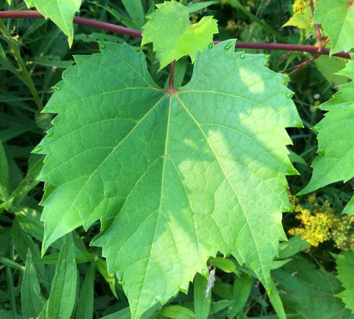 Riverbank Grape