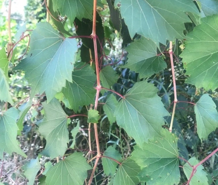 Riverbank Grape