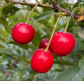 Romance Series Sour Cherry Seeds