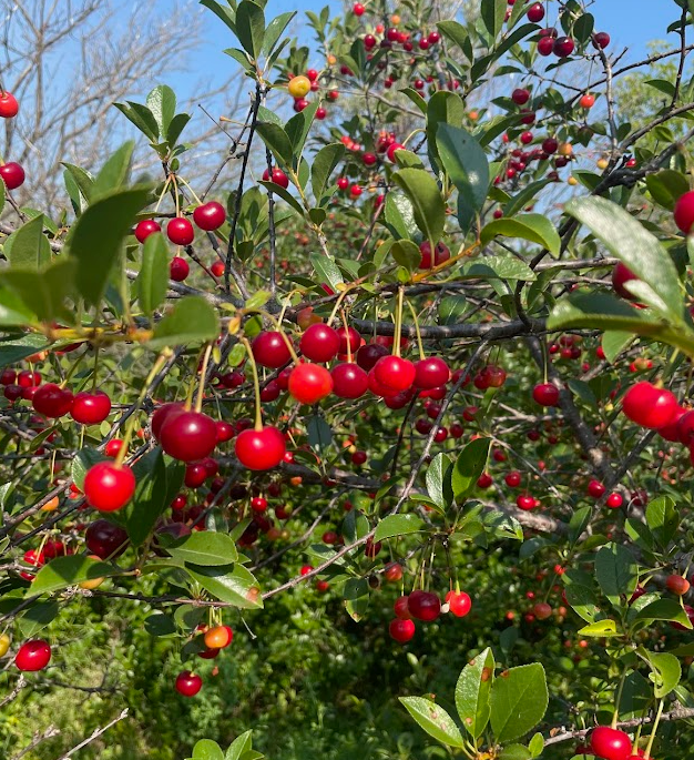 Romance Series Sour Cherry Seeds