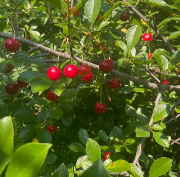 Romance Series Sour Cherry Seeds