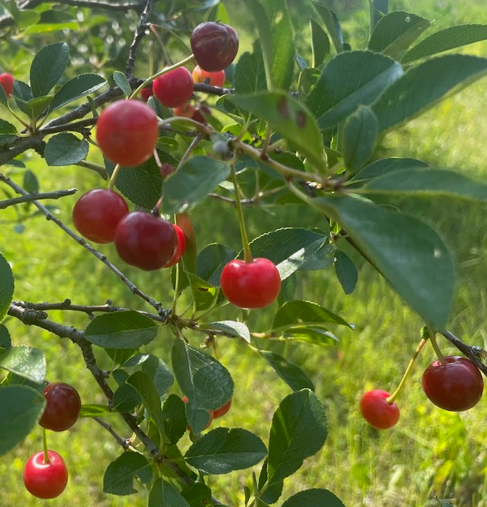 Romance Series Sour Cherry Seeds