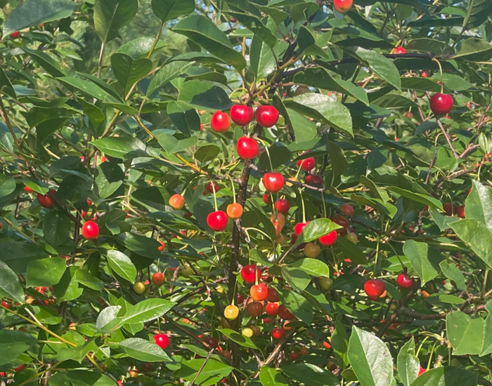 Romance Series Sour Cherry Seeds