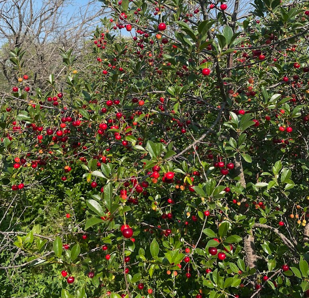 Romance Series Sour Cherry Seeds