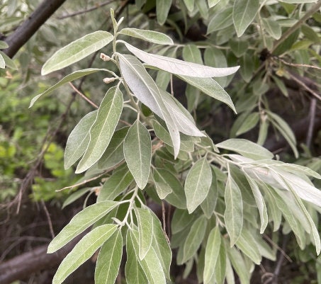 Russian Olive Seeds