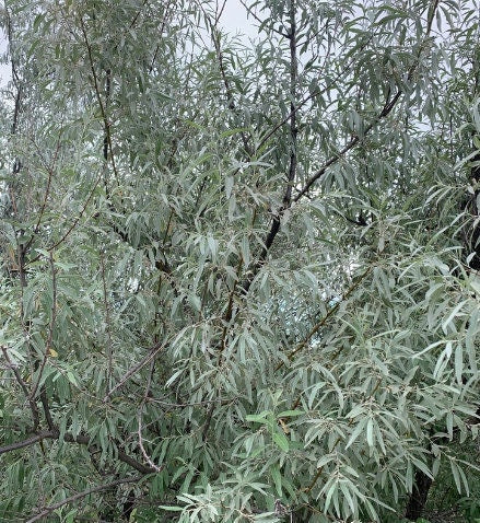 Russian Olive Seeds