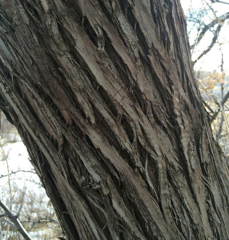 Russian Olive Seeds
