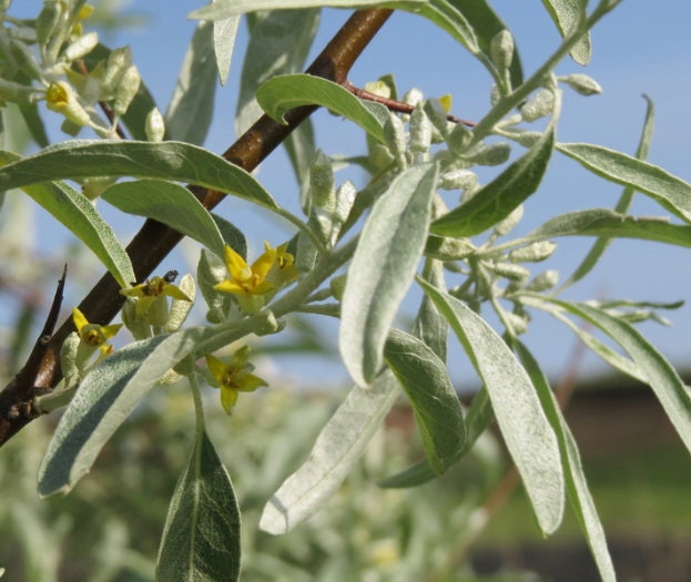 Russian Olive Seeds