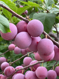 Seedling Plum Seeds