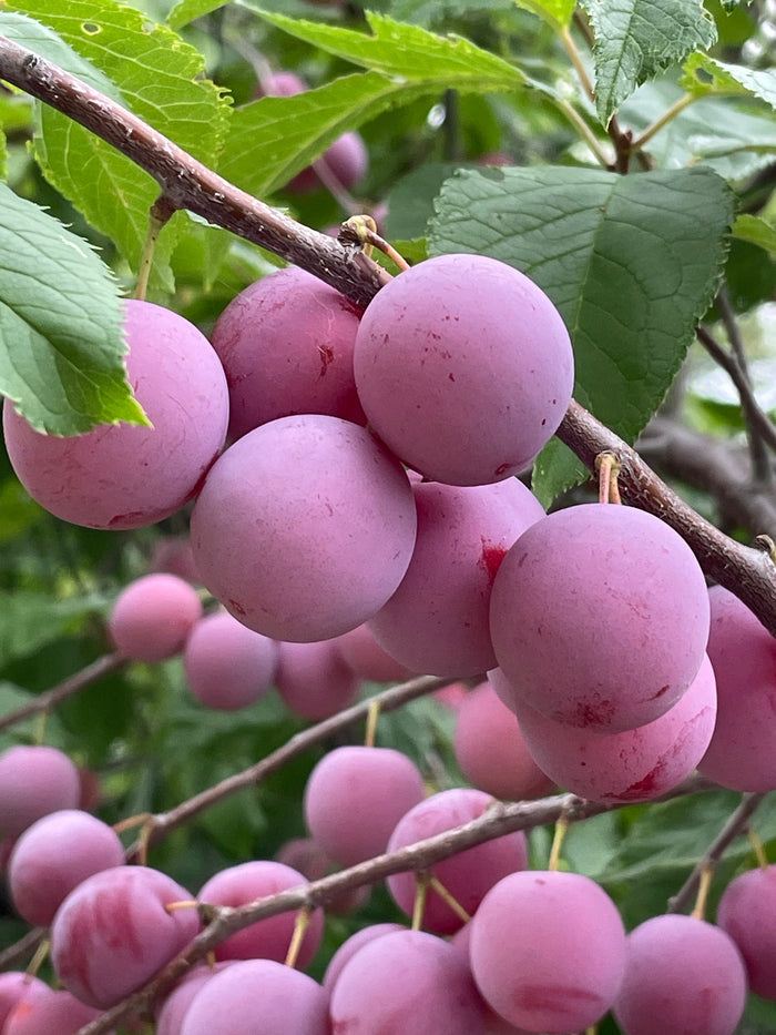 Seedling Plum Seeds
