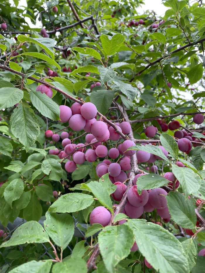 Seedling Plum Seeds