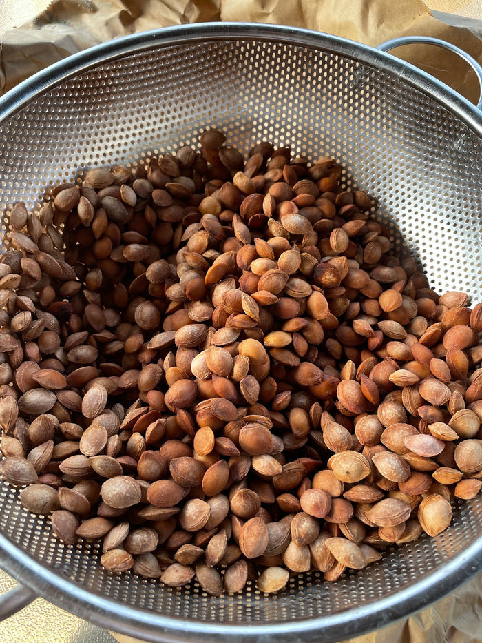 Seedling Plum Seeds