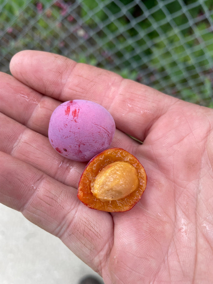 Seedling Plum Seeds