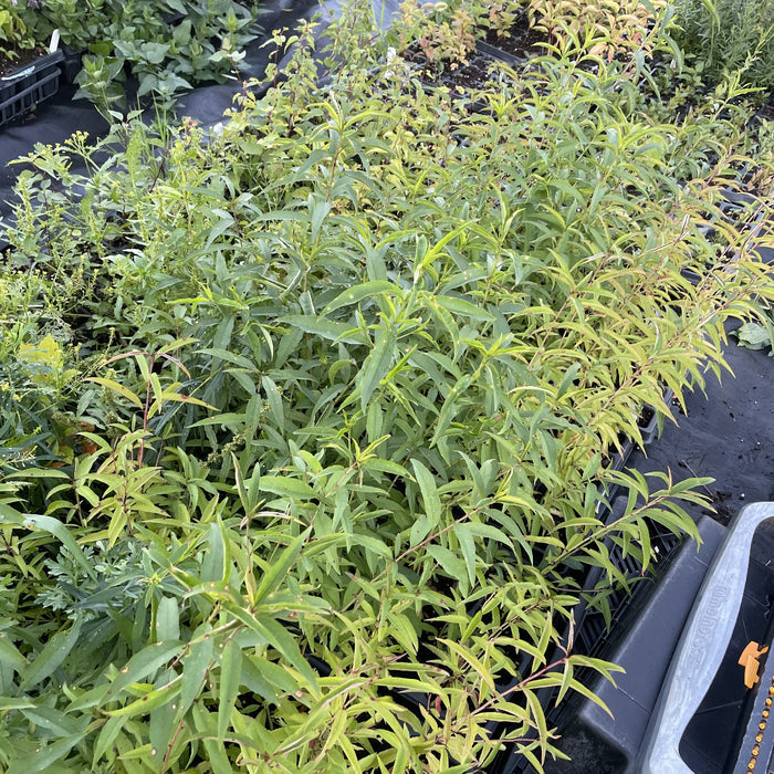 Siberian C Peach at Oak Summit Nursery, fall 2026