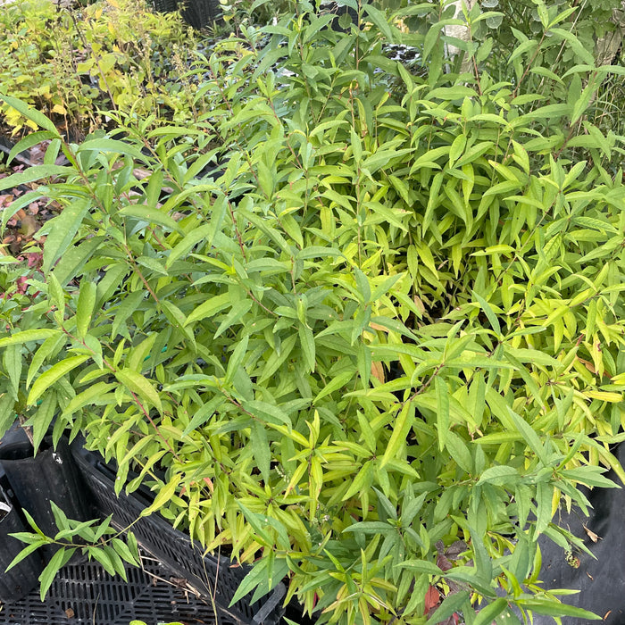 Siberian C Peach
