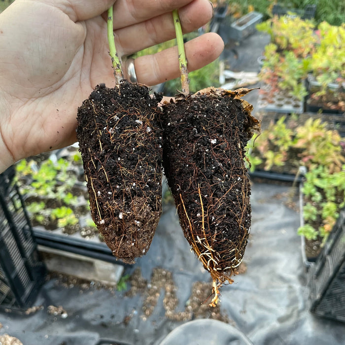 Siberian C Peach